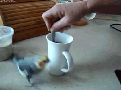 funny-budgie-bird-running-round-cup-animated-gif-pics Bird Coffee Café